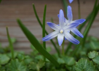 Obraz premium blue flower in the garden