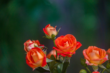 Fototapeta premium Orange roses on fresh green leaf background.
