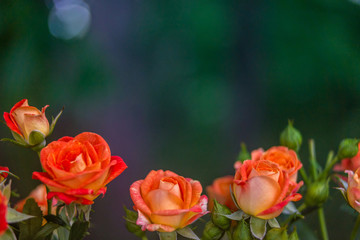 Orange roses on fresh green leaf background.
