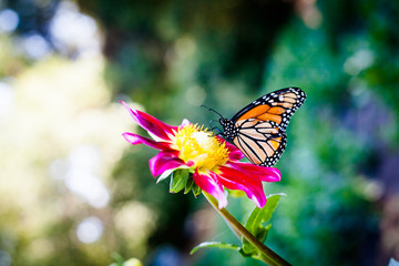butterfly on flower