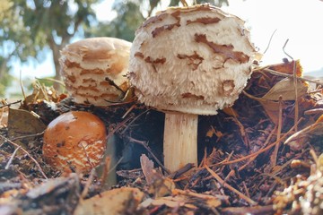 Mushrooms