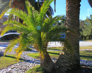 Fototapeta na wymiar Little palm tree on a sunny day