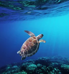 Poster Karetschildpad zeeschildpad zwemmen onder water © OHishi_Foto