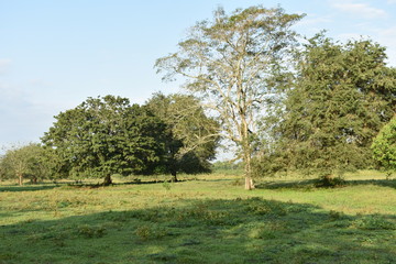 Arboles,trees,nature,naturaleza,paisaje,landscape,tamarindo,green,verde,cielo, sky 