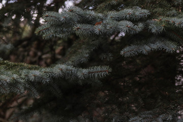 Iglak © Robert