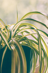 Chlorophytum, indoor potted plant, closeup vintage toning vertical  - image