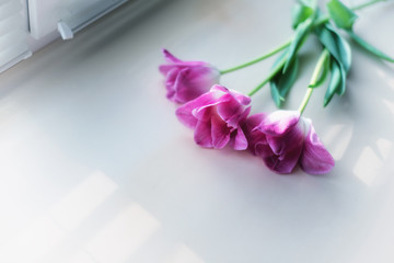 Beautiful pink tulips bunch by the window.