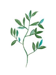 Green plant - branch with leaves, botanical watercolor painting isolated on white background