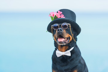 Black dog of breed a Rottweiler. Dog in a black hat and glasses on the background of the sea. Hat...