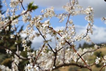 Close-up of Beautiful Pear Blossoms, Nature, Macro