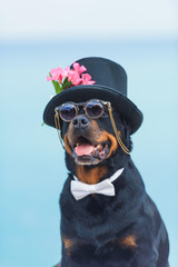 Black dog of breed a Rottweiler. Dog in a black hat and glasses on the background of the sea. Hat...