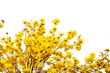 Obraz premium yellow flowers summer brance on white background