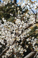 Close-up of Beautiful Pear Blossoms, Nature, Macro