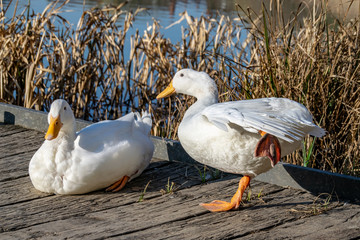 White duck stretching orange legs