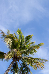 Palm tree and blue sky