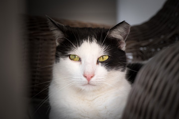 Fototapeta premium black and white cat staring me down