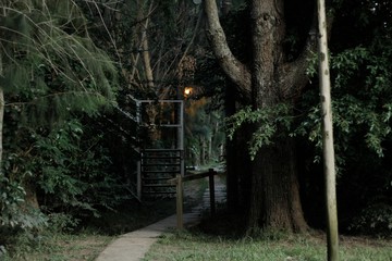 Paseo en el bosque