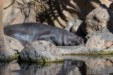 VALENCIA, SPAIN - FEBRUARY 26 : Hippopotamuse at the Bioparc in Valencia Spain on February 26, 2019