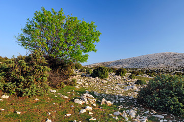 Karstlandschaft des Obzova, Insel Krk, Kroatien