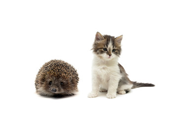 hedgehog and kitten on a white background