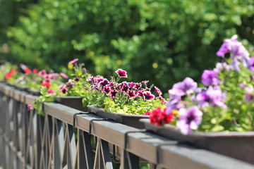 Fototapeta na wymiar Colorful petunia flowers in a row on a bridge outdoor