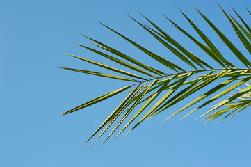 Exotic Palm sunday concept: Leaves frame of coconut branches with cloudy blue sky background