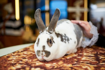 A fluffy rabbit in a nightclub. An amazing bokeh on the background.