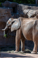 VALENCIA, SPAIN - FEBRUARY 26 : African Elephant at the Bioparc in Valencia Spain on February 26, 2019