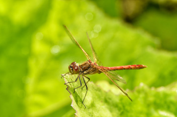 Dragonfly sitting on the stem of the plant.