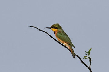 Little bee-eater (Merops pusillus)