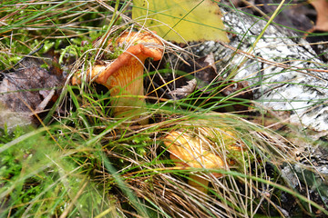  forest mushrooms berries leaves  flowers