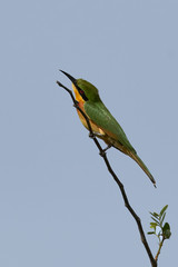 Little bee-eater (Merops pusillus)