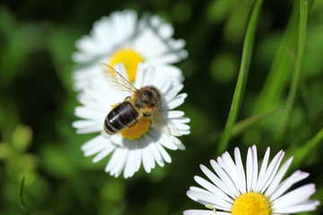 Obraz premium honey bee collects pollen from flowers.artvin/turkey