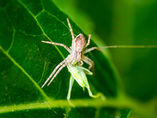 spider on a leaf