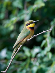 Little bee-eater (Merops pusillus)