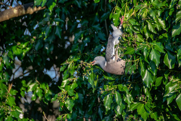 Wood pigeon ( Columba livia) hanging upside down eating winter berries from evergreen tree