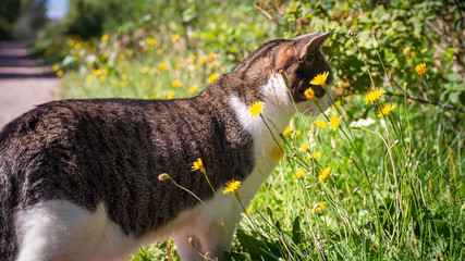  A cat play with flowers in the summer