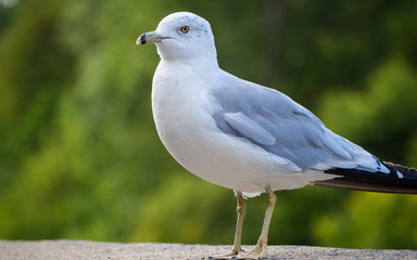 The ring-billed gull (Larus delawarensis) in Ottawa, Canada