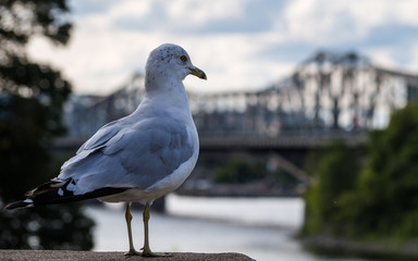 The ring-billed gull (Larus delawarensis) watching the sunset over the Alexandra Bridge, Ottawa, Canada