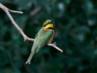 Little bee-eater (Merops pusillus)