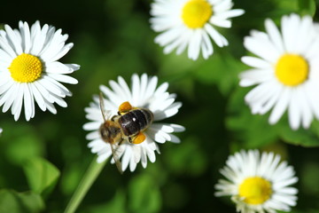 Obraz premium honey bee collects pollen from flowers.artvin/turkey
