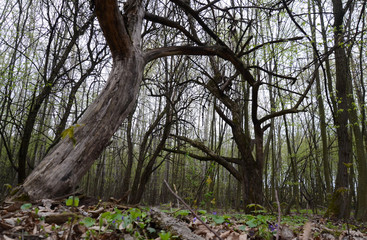  forest flowers green spring