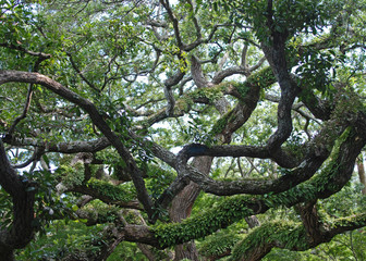 live oak branches