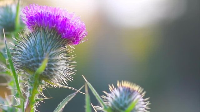 Burdock flowers, buds and leaves growing in herbal garden. Blooming medical plant burdock (Arctium lappa, greater burdock, edible burdock, beggar's buttons, thorny burr) in slow motion, 4K UHD video