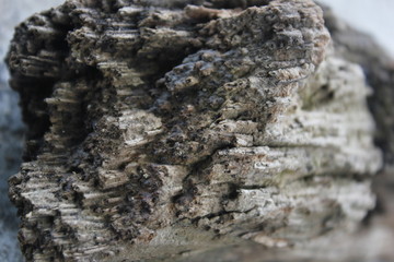 wood