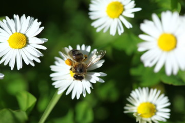 honey bee collects pollen from flowers.artvin/turkey