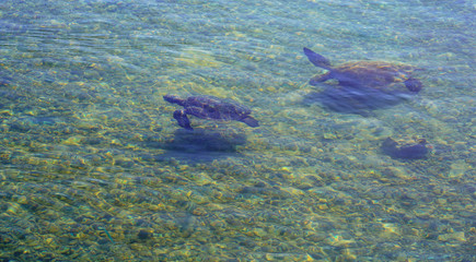 Fototapeta premium Sea Turtles Swimming in Reef