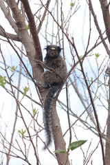 Macaco