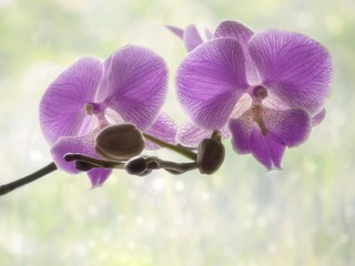 Obraz premium The branch of pink orchid