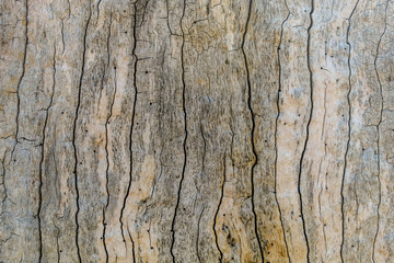 Old Oak Tree Texture